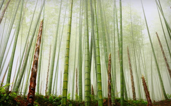 Bamboo Forest
